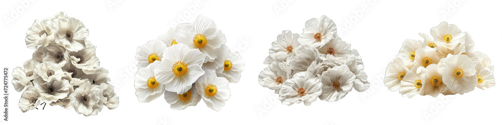 Matilija Poppy Flower Pile Of Heap Of Piled Up Together Hyperrealistic Highly Detailed Isolated On Transparent Background Png File