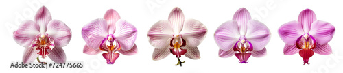 isolated illustrations of pink orchid flower. Created with Generative AI