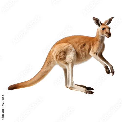 Brown kangaroo standing on transparent background. © linen