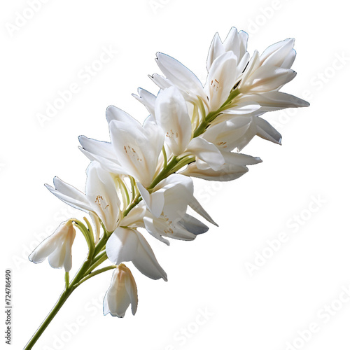 Yucca flower isolated on transparent background