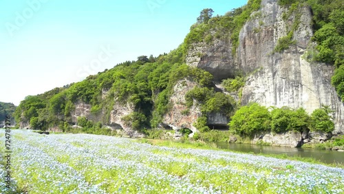 青の洞門とネモフィラ畑【大分県中津市耶馬溪】