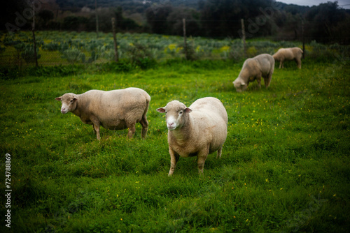 Tranquil Alentejo Winter: A quartet of sheep peacefully grazes on lush green fields, capturing the serene beauty of the Portuguese countryside © Jmanita