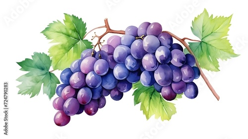 A bunch of grapes with leaves. Grape vine. Watercolor illustrations. Isolated. For the design of labels of wine, grape juice and cosmetics