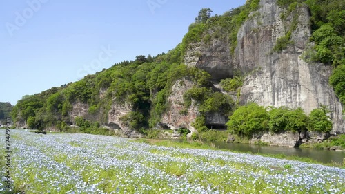 青の洞門とネモフィラ畑【大分県中津市耶馬溪】