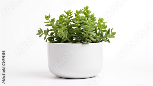 An isolated white background features a potted Senecio Rowley house plant in a white ceramic pot. photo