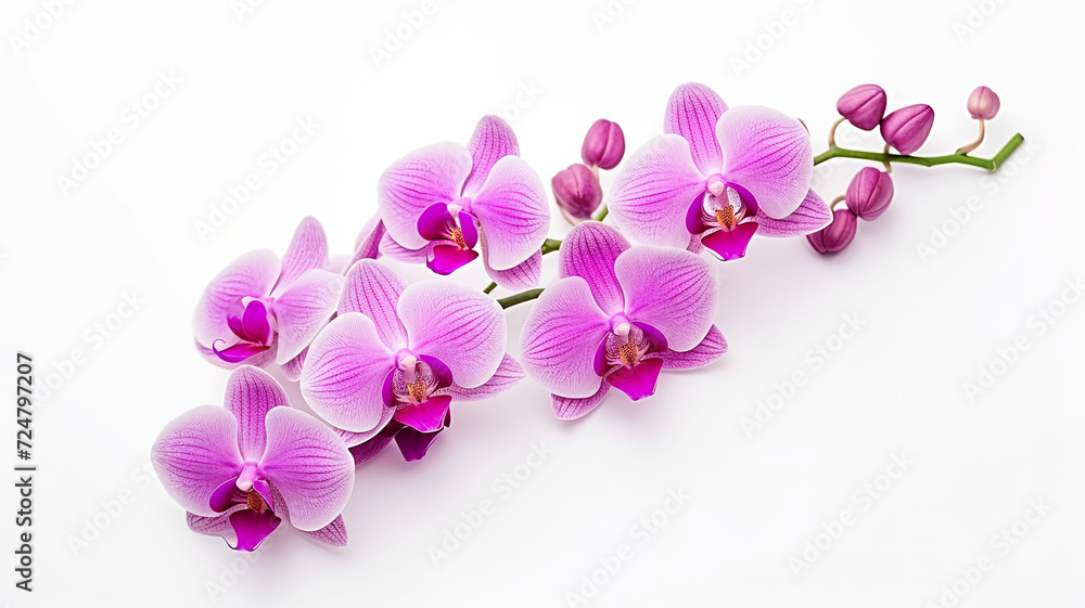 Spa items isolated on a white background featuring orchids Spa items isolated on a white background featuring orchids