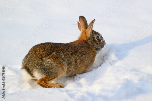 A cottontail bunny rabbit looks through the newly fallen snow for food.  Rabbit with one split ear forages for birdseed under the snow in our yard in Windsor in Upstate NY.