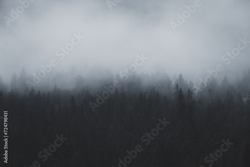 Foggy morning in the Yellowstone Forest