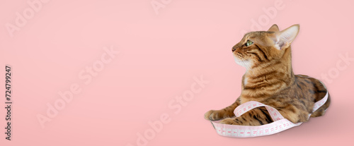 Bengal cat with measuring tape on pink background. © Svetlana Rey