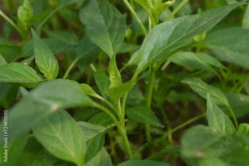 the green leaves of chili seedlings indicate they are ready