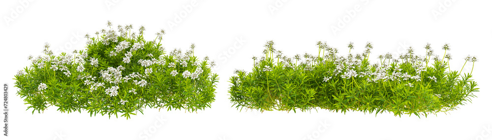 Obraz premium green grass isolated on white background