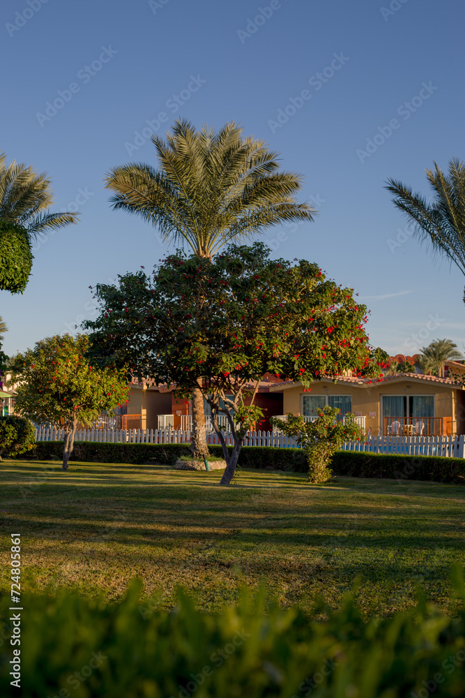 Obraz premium Superb green park with exotic trees with a well-kept lawn on a sunny evening on holiday in Egypt