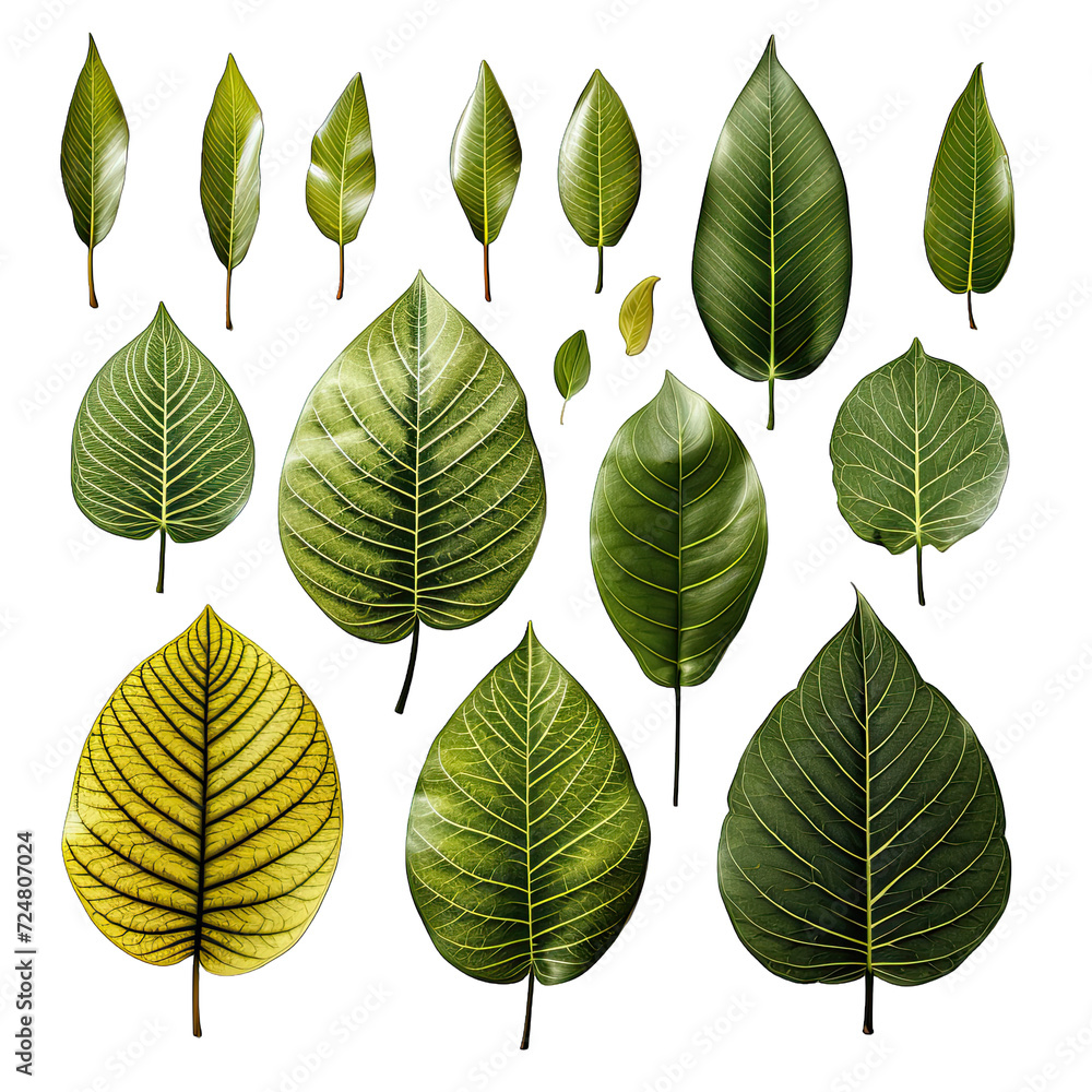 Leaves isolated on white Leaves isolated on white