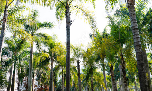 Low angle view of royal palm trees