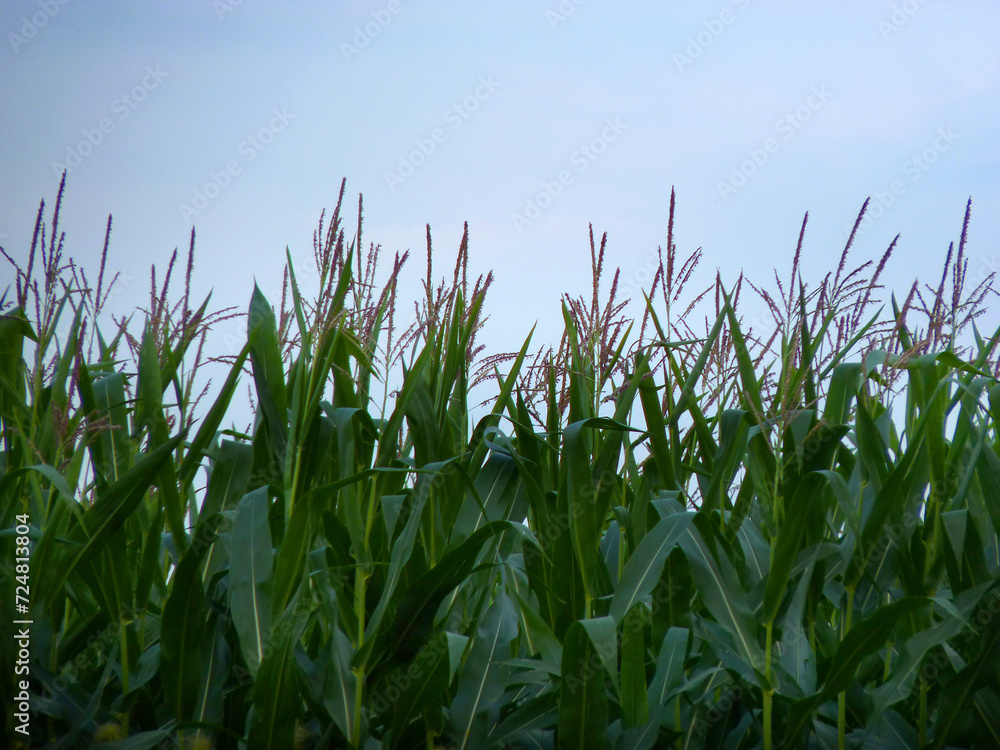 Obraz premium Ein Maisfeld im Sommer, fotografiert in der Steiermark.
