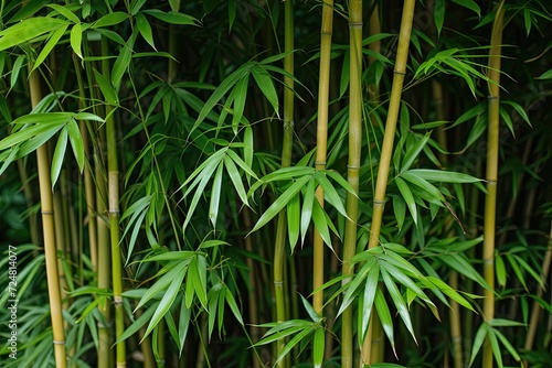 Bamboo forest background