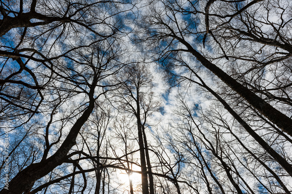 Sunlight Piercing Through a Bare Tree Canopy in a Winter Forest