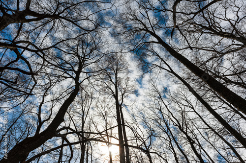 Sunlight Piercing Through a Bare Tree Canopy in a Winter Forest