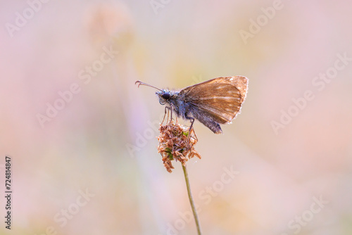 Mallow skipper, carcharodus alceae, butterfly perched in a meadow