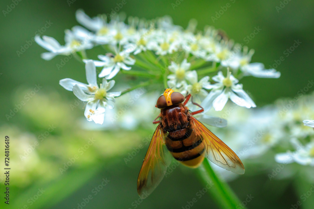 Volucella zonaria, hornet mimic hoverfly, feeding on white flowers Volucella zonaria, hornet mimic hoverfly, feeding on white flowers