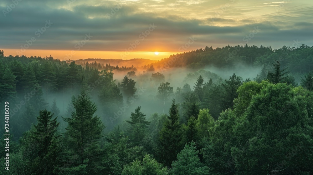 Obraz premium A serene sunrise over a misty forest stock photo