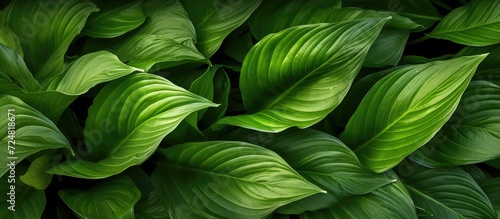 Top view of green hosta leaves. Nature background.