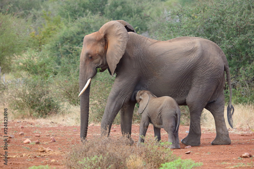 Fototapeta premium Afrikanischer Elefant / African elephant / Loxodonta africana