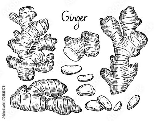 Ginger sketch set. The root of spice plant. Healthy product, food. Hand drawn vector illustration. photo