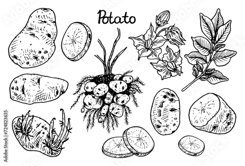 Potato sketch set. Tuberous starchy vegetable, food. Hand drawn vector illustration.