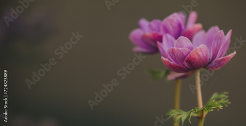 Bild auf Leinwand Beautiful anemone flower