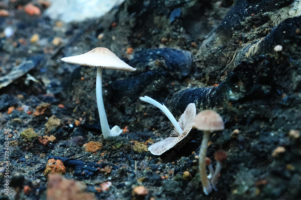 Mushrooms with brown caps grow on the black soil left behind by burning. For wallpapers and backgrounds Mushrooms with brown caps grow on the black soil left behind by burning. For wallpapers and backgrounds