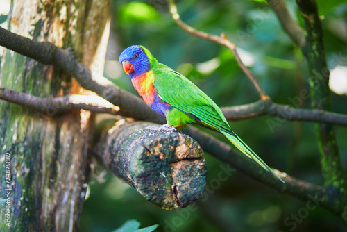 Rainbow lorikeet parrot sitting on a branch in zoo