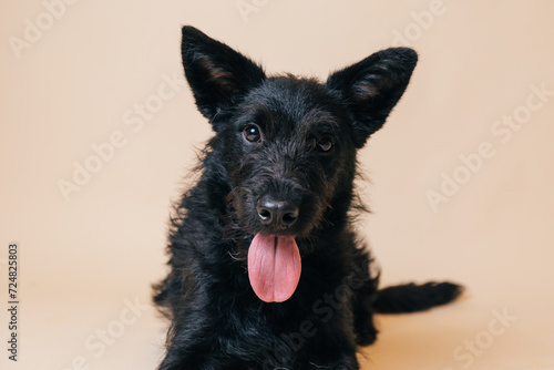Cute black adopted dog posing in front of the camera. 