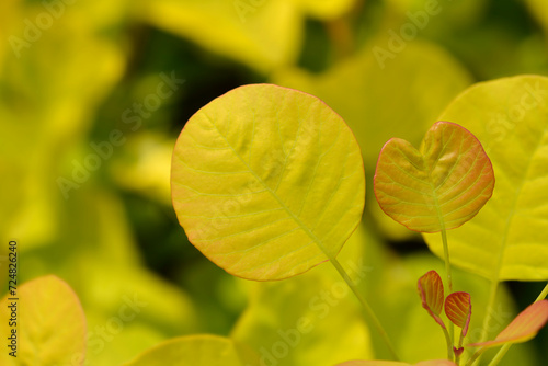 Smoke tree Golden Spirit leaves