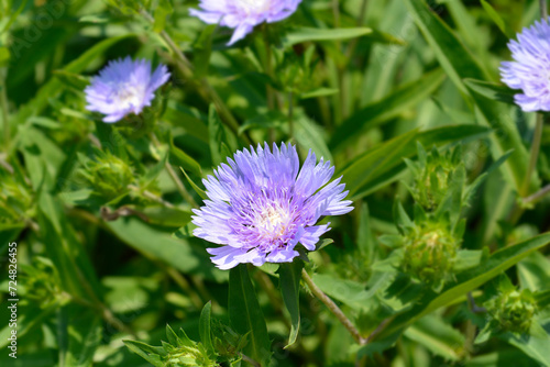 Stokes aster flower