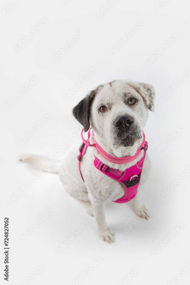 Adorable adopted white dog with one black ear posing in front of the camera.  