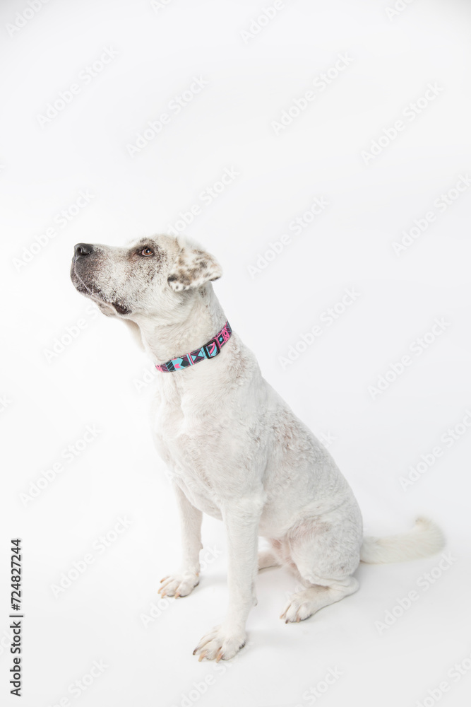 Adorable adopted white dog with one black ear posing in front of the camera. Adorable adopted white dog with one black ear posing in front of the camera.