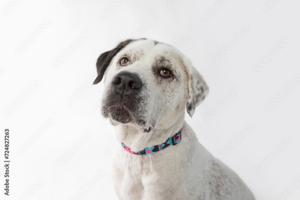 Adorable adopted white dog with one black ear posing in front of the camera.  