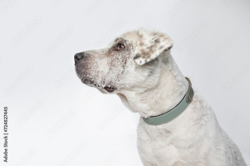 Adorable adopted white dog with one black ear posing in front of the camera.