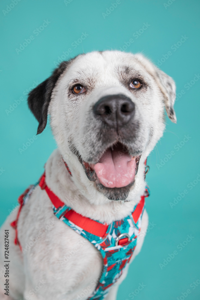 Adorable adopted white dog with one black ear posing in front of the camera. Adorable adopted white dog with one black ear posing in front of the camera.
