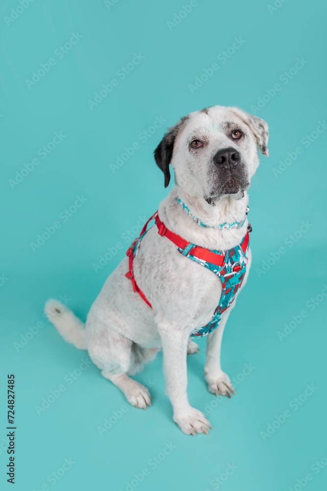 Adorable adopted white dog with one black ear posing in front of the camera. Adorable adopted white dog with one black ear posing in front of the camera.