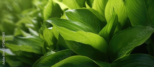 Top view of green hosta leaves. Nature background.