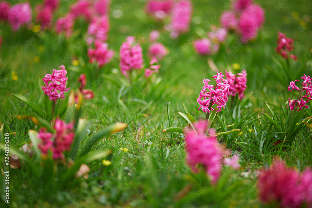 Many pink hyacinths in the green grass in a park of Paris, France on a nice spring day
