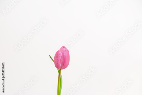 Single Pink Tulips on a White Background Spring Time Bouquet