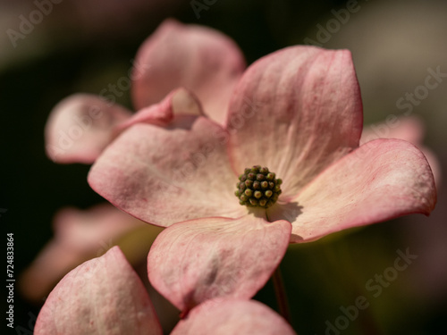 Photos Fiore di magnolia rosa