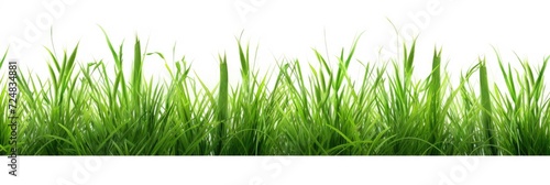 green field of grass on a white background used as a wallpaper