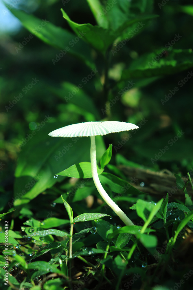 Beautiful closeup of forest mushrooms in grass, autumn season. little fresh mushrooms, growing in Autumn Forest. Mushroom picking concept. Magical Beautiful closeup of forest mushrooms in grass, autumn season. little fresh mushrooms, growing in Autumn Forest. Mushroom picking concept. Magical