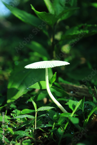 Beautiful closeup of forest mushrooms in grass, autumn season. little fresh mushrooms, growing in Autumn Forest. Mushroom picking concept. Magical