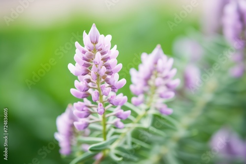 close-up of hairy vetch in full bloom