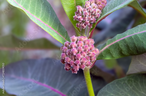 Rose Milkweed in late spring early summer photo